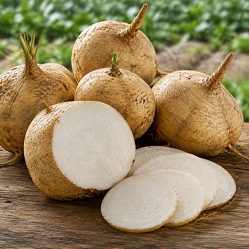 Fresh jicama roots and slices