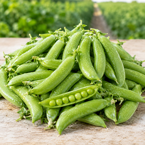 Fresh sugar snap peas