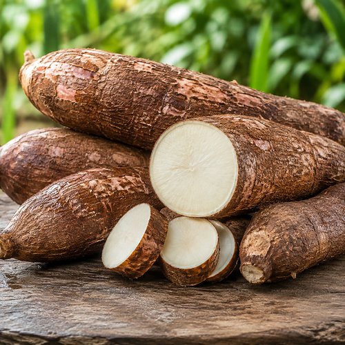 Fresh yucca roots, whole and cut